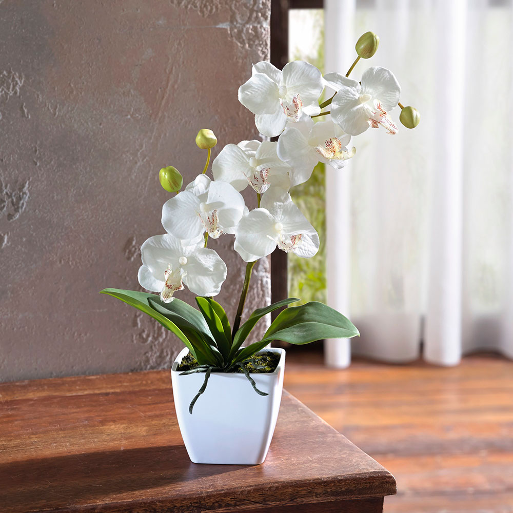 Специализированные удобрения для орхидей: секреты заботы о роскошных цветах