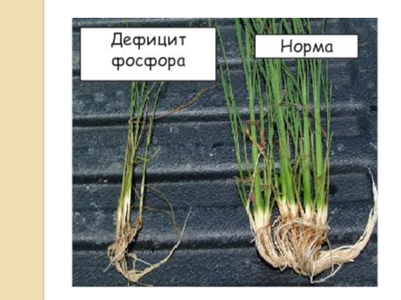 Фосфор в удобрениях: роль в развитии корневой системы