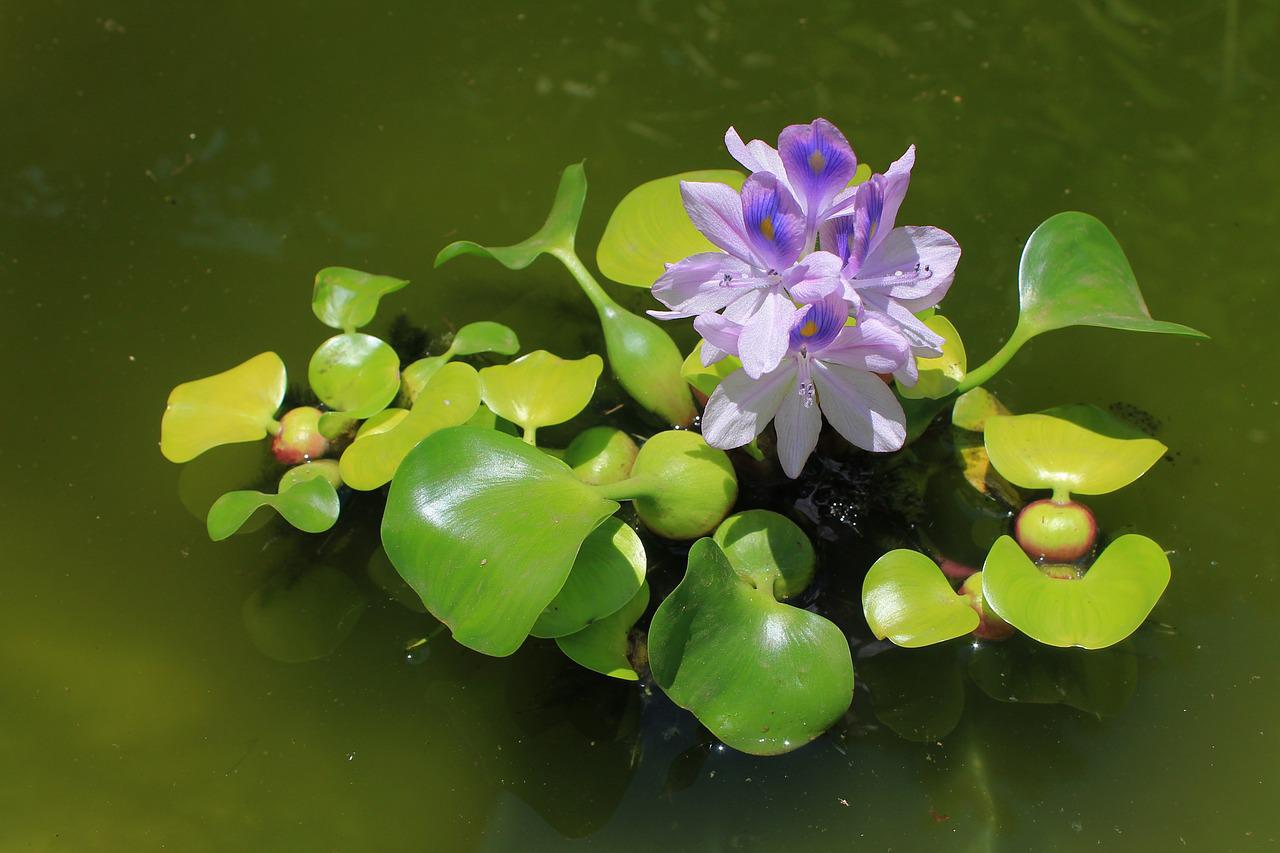 Удобрение для водных растений: забота о травах и цветах в водоемах