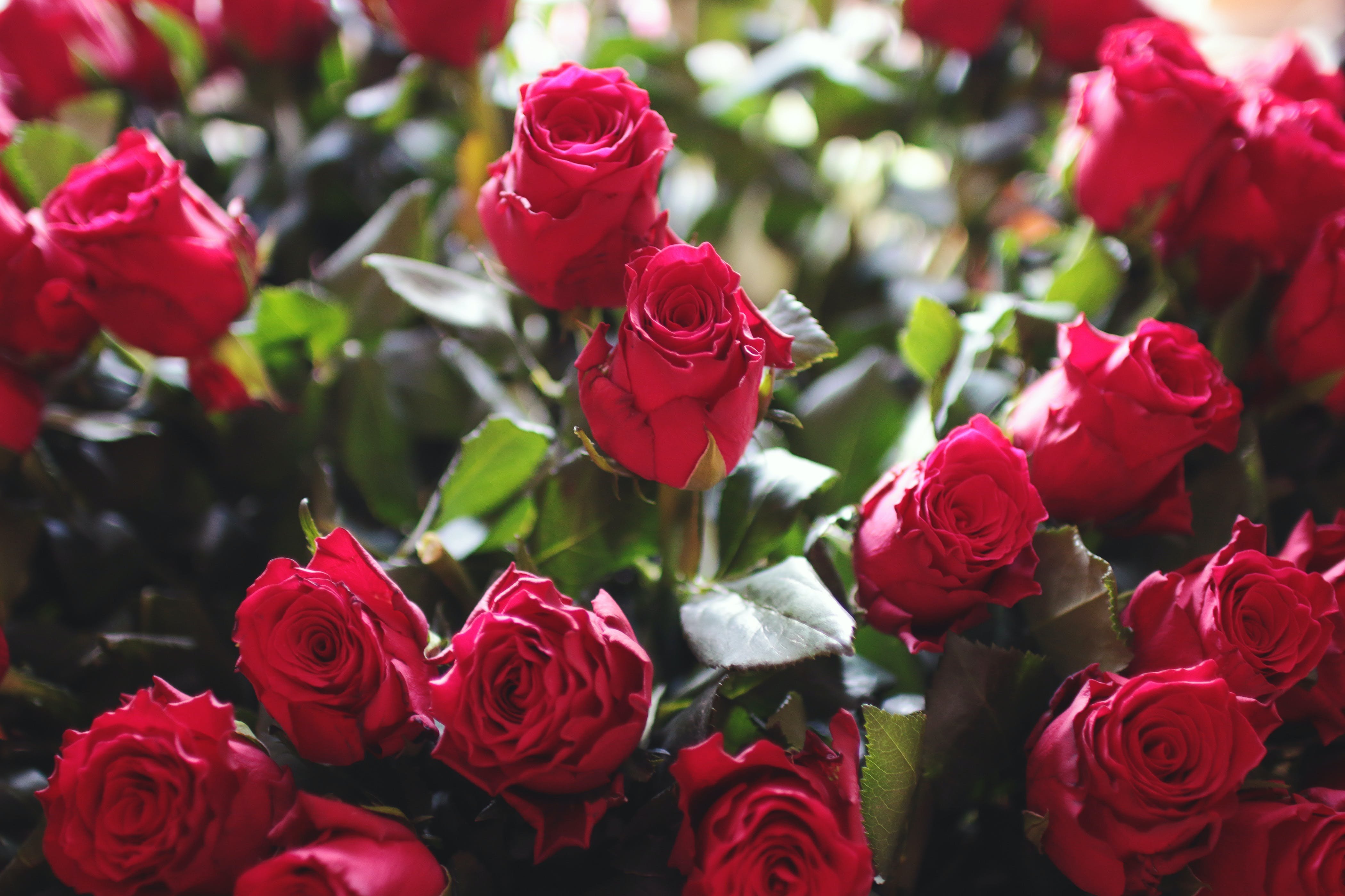 Удобрение для роз: выбор правильных компонентов для роскошного цветения