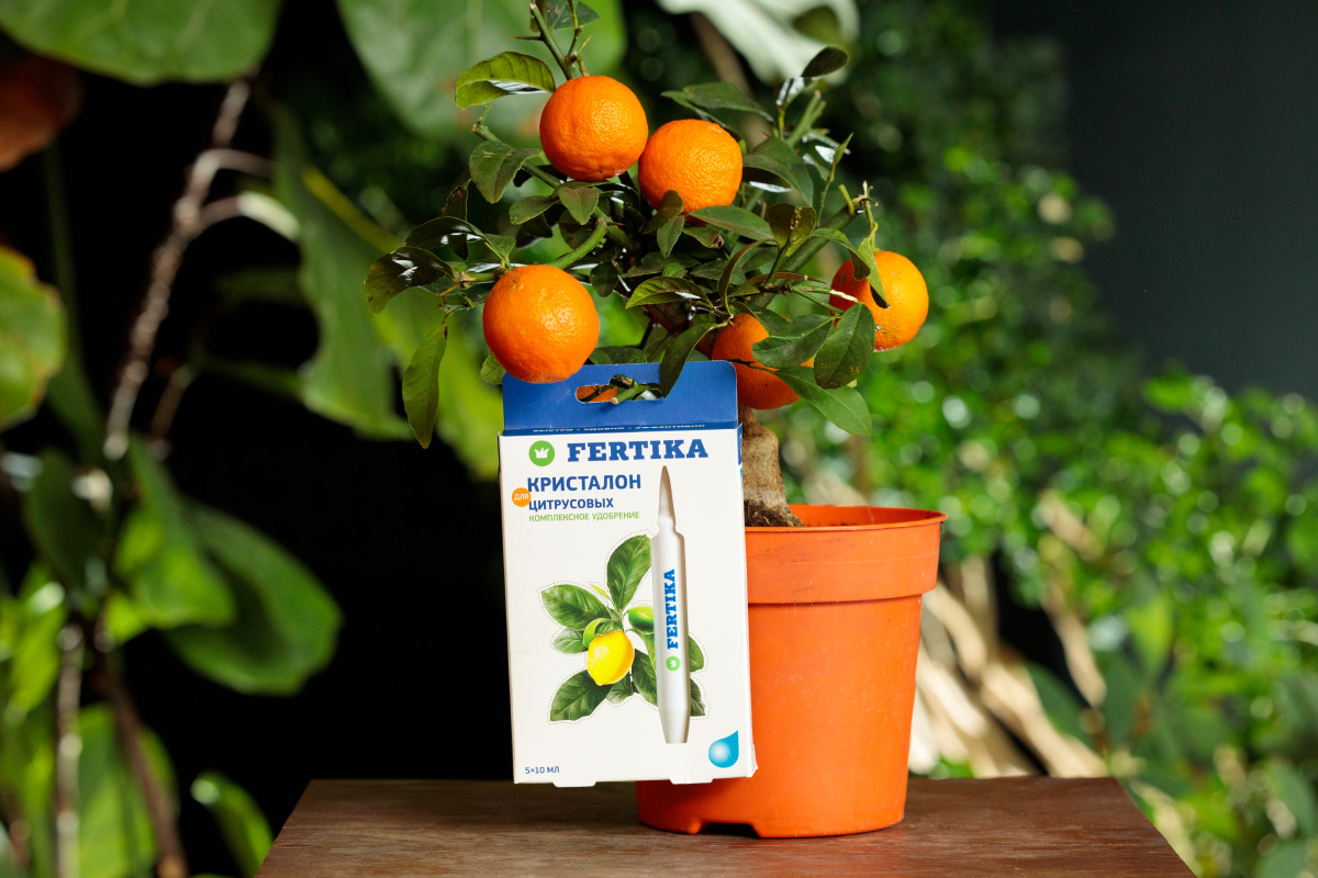 Удобрение для цитрусовых: обеспечение обильного цветения и плодоношения