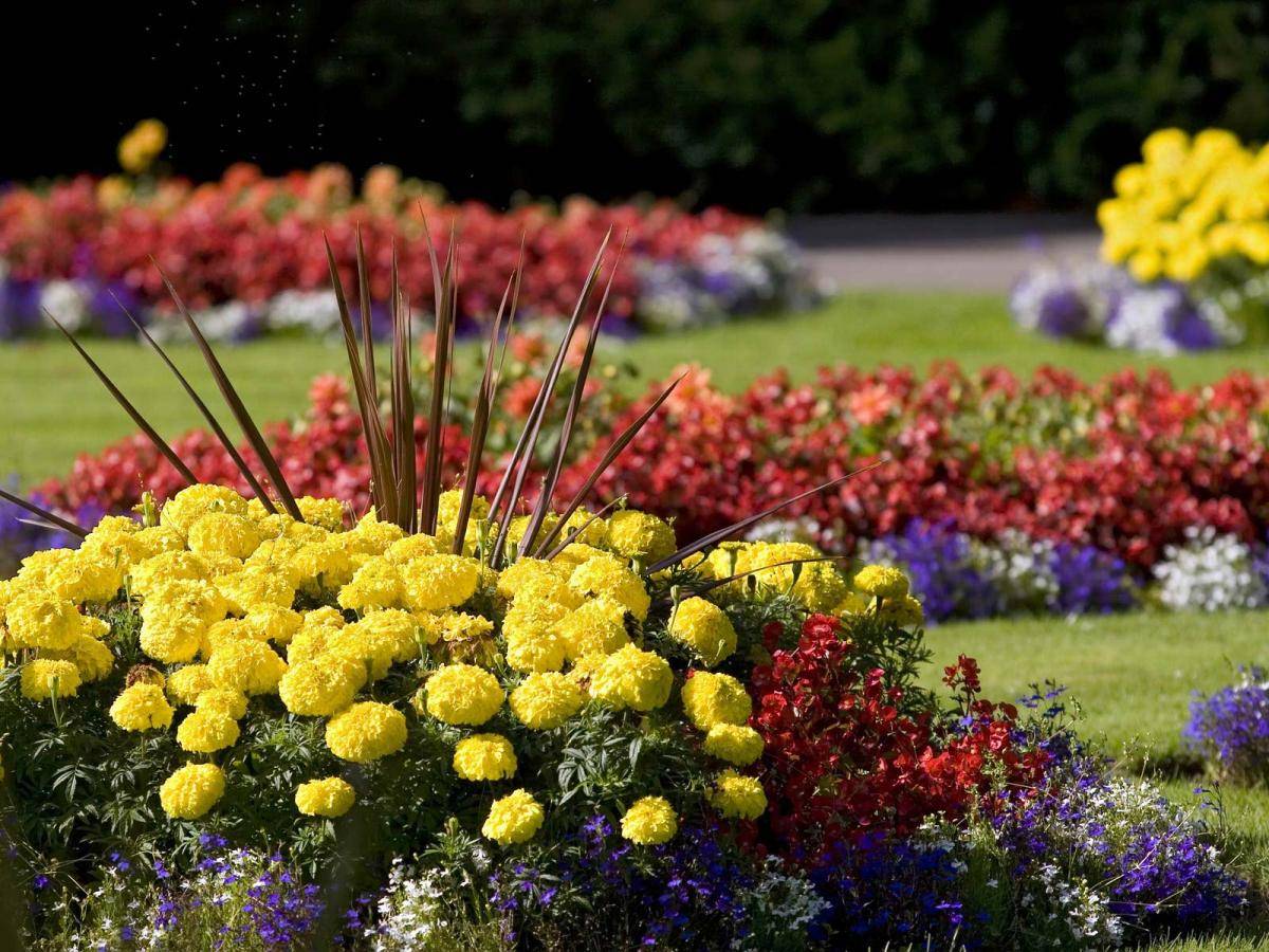 Удобрение для цветочных клумб: создание ярких цветов в саду
