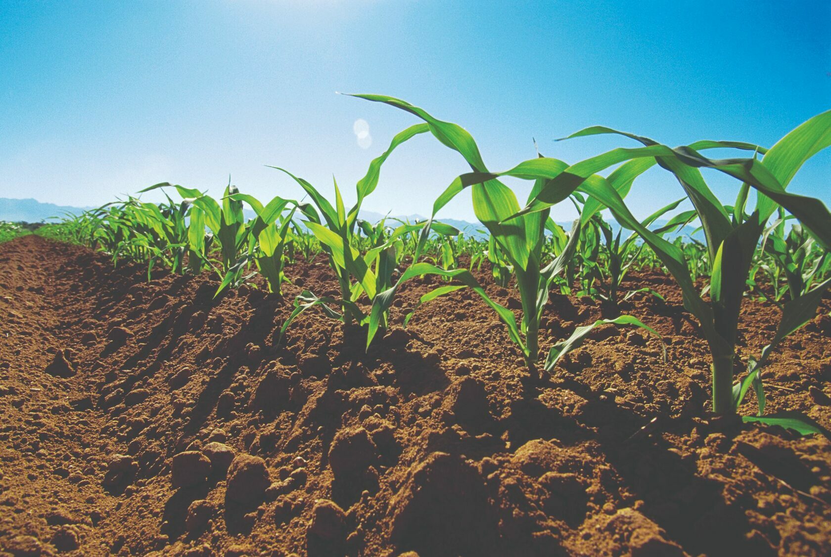 Удобрение для кукурузы: стратегии улучшения урожайности