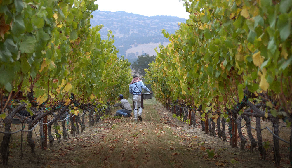 Удобрение для виноградных лоз: как обеспечить хороший урожай винограда