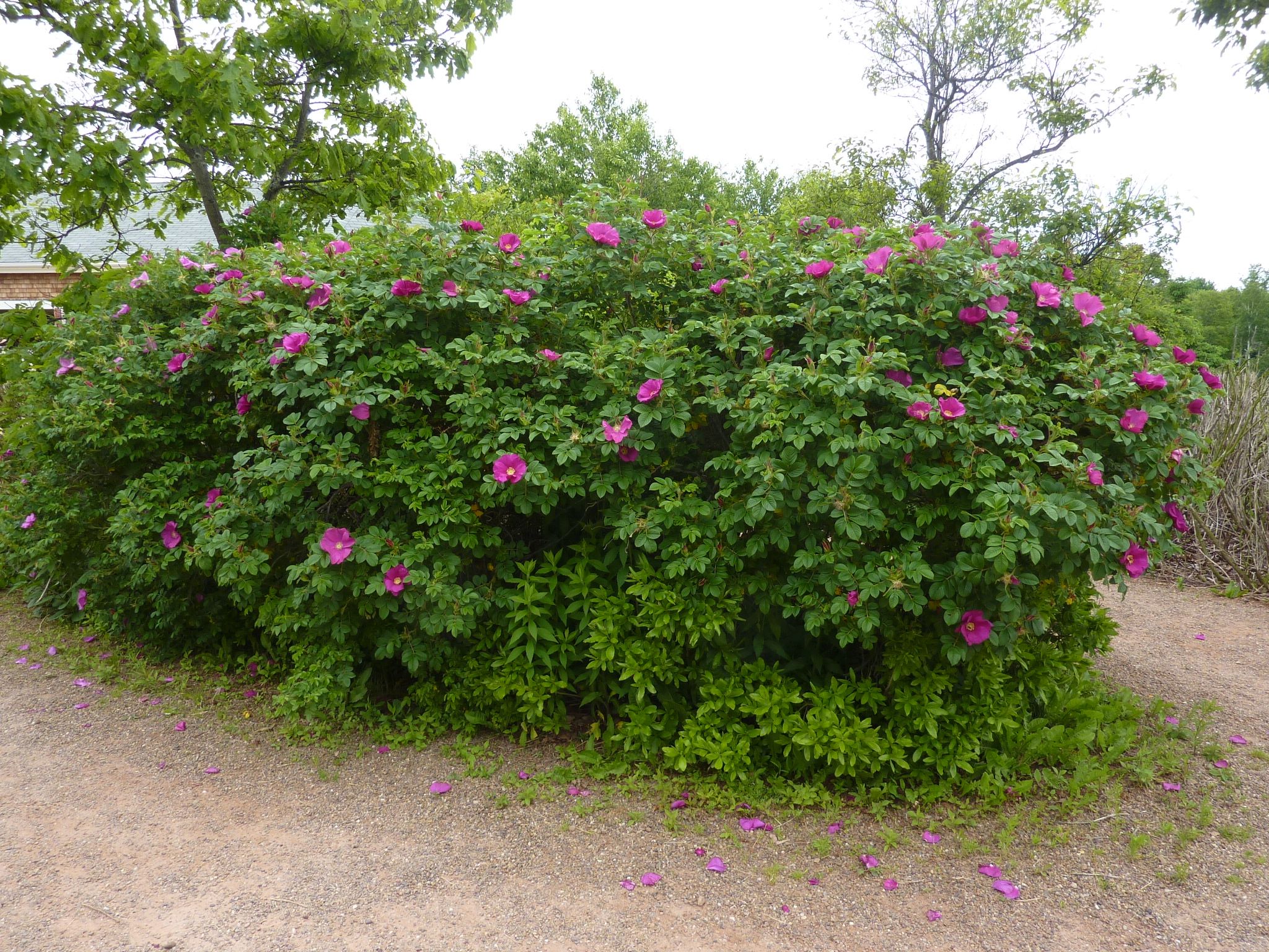 Удобрение для кустарников семейства розовых: от шиповника до спиреи