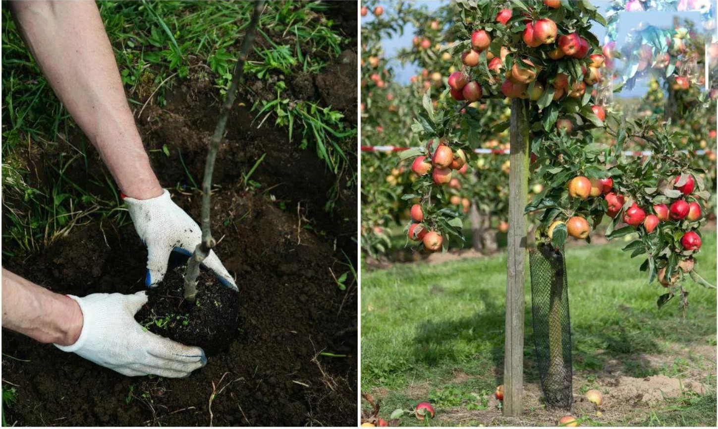 Как удобрять саженцы фруктовых деревьев: стратегии для быстрого роста