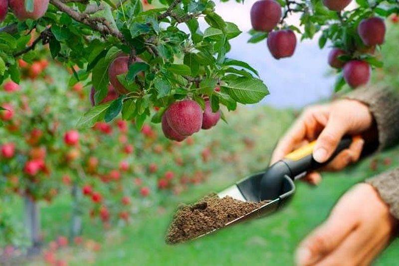 Особенности удобрения для груш и яблок: подготовка к плодоношению
