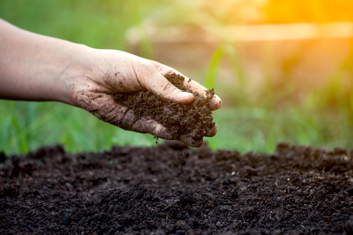 Органические методы улучшения почвы: забота о биоразнообразии