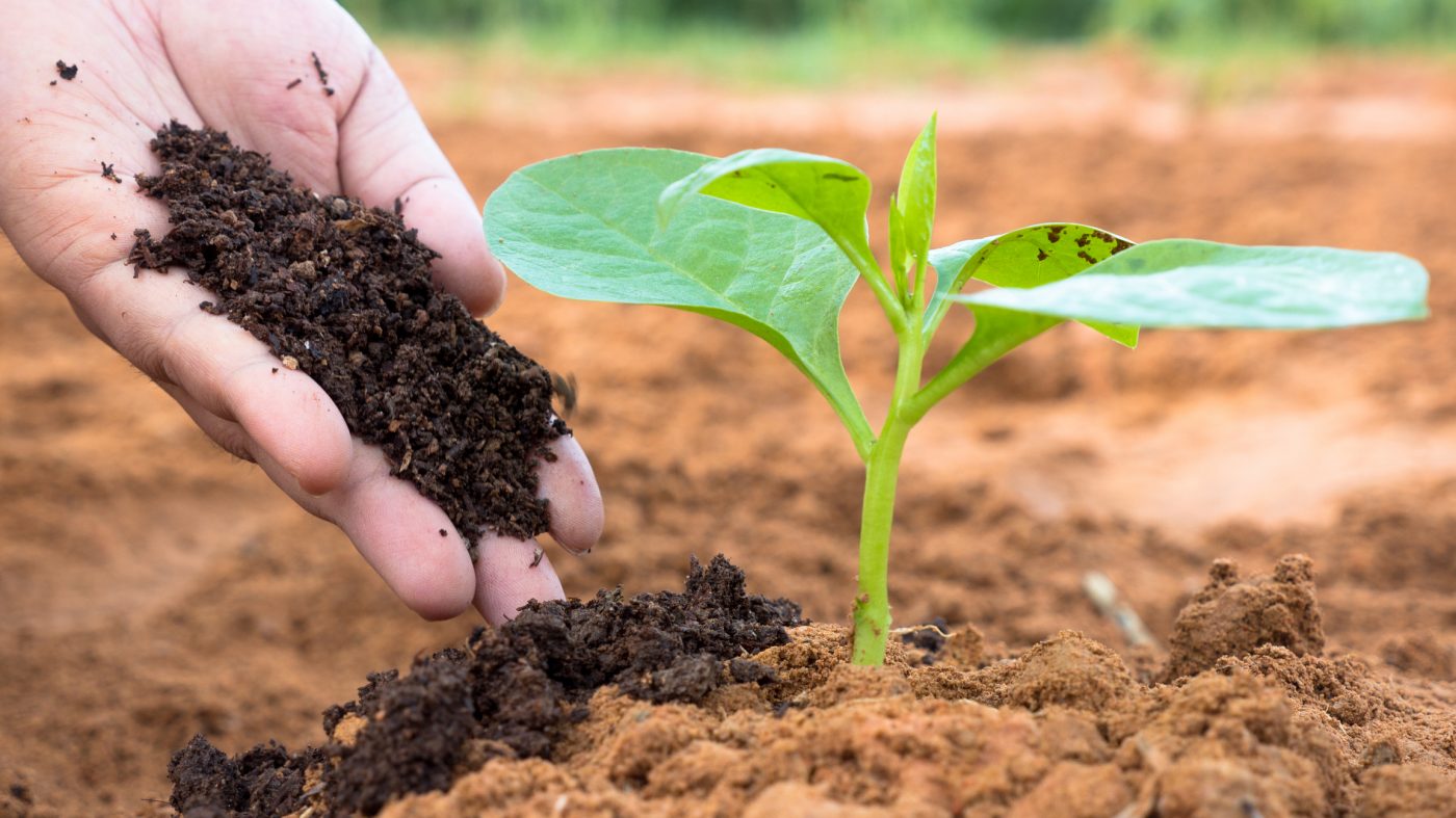 Биологические удобрения: преимущества использования для экологического садоводства