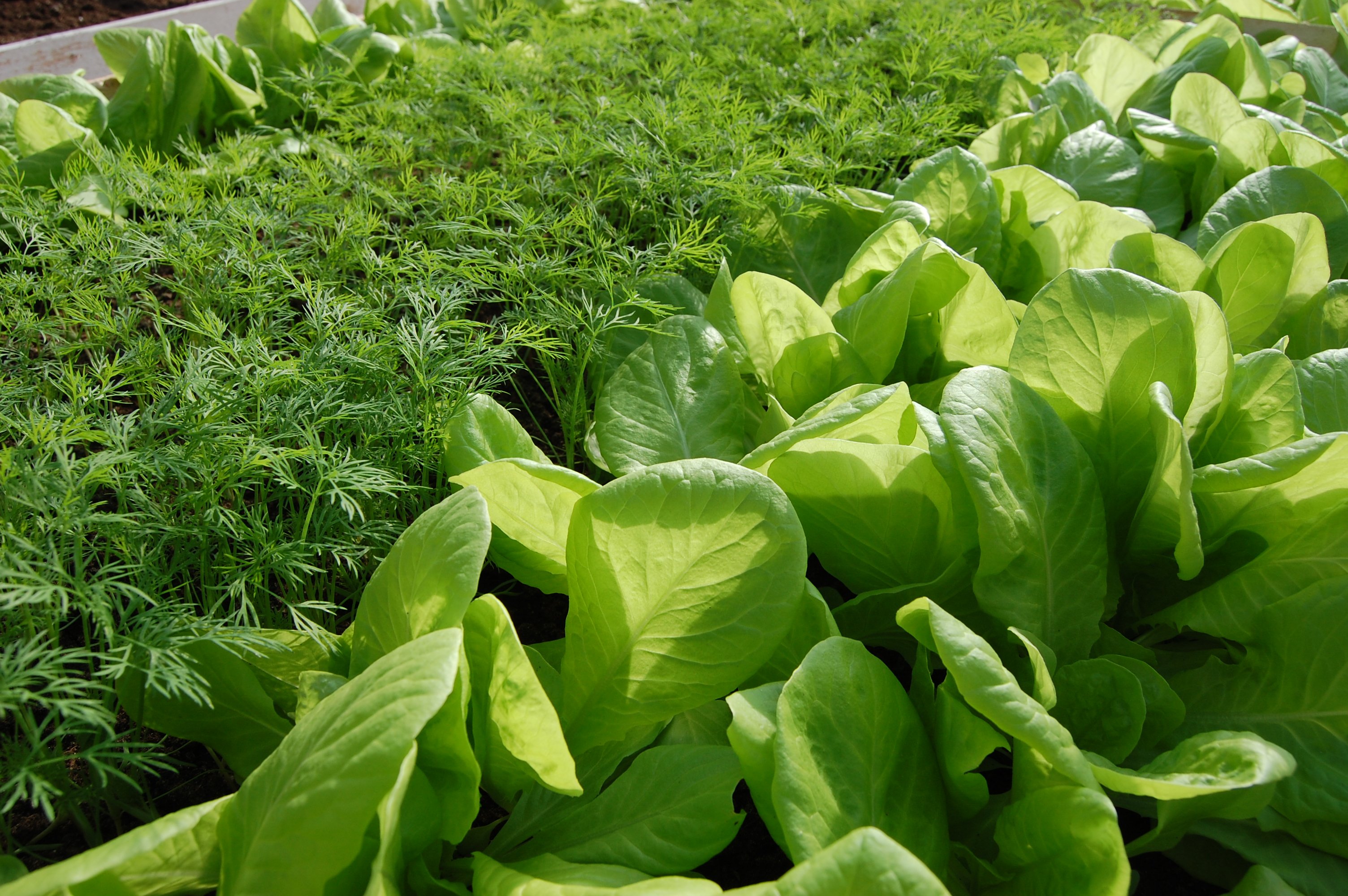 Удобрение для листовых культур: салаты, шпинат и другие зеленые культуры