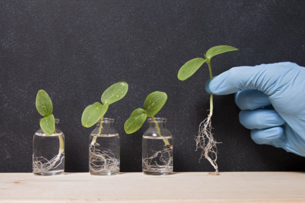 Биостимуляторы в садоводстве: как они воздействуют на рост и развитие растений