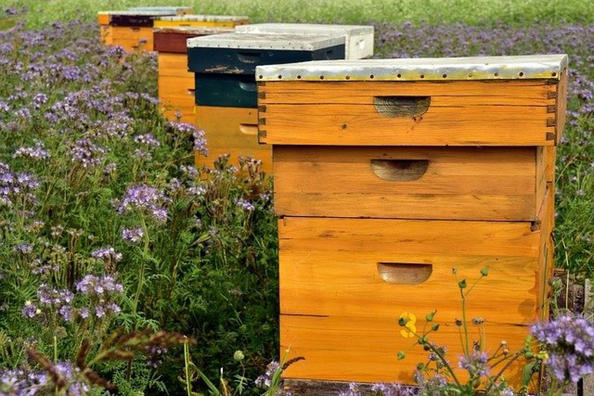 Удобрение для медоносных растений: как поддерживать пчелиные ульи в саду
