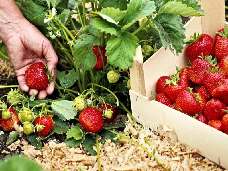 Удобрение для земляники: секреты сладких ягод в саду