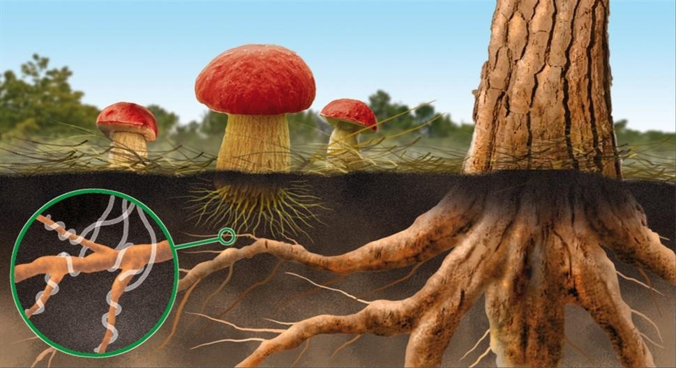Микориза и удобрение: как грибы помогают улучшить поглощение питательных веществ