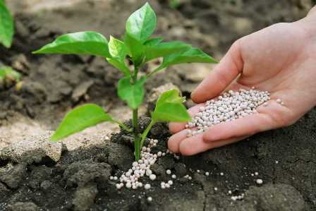 Как использовать минеральные удобрения сообразно потребностям растений.