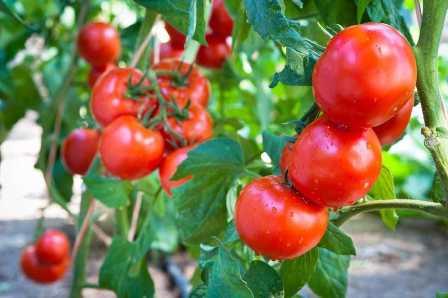 Как подкармливать помидоры для богатого урожая