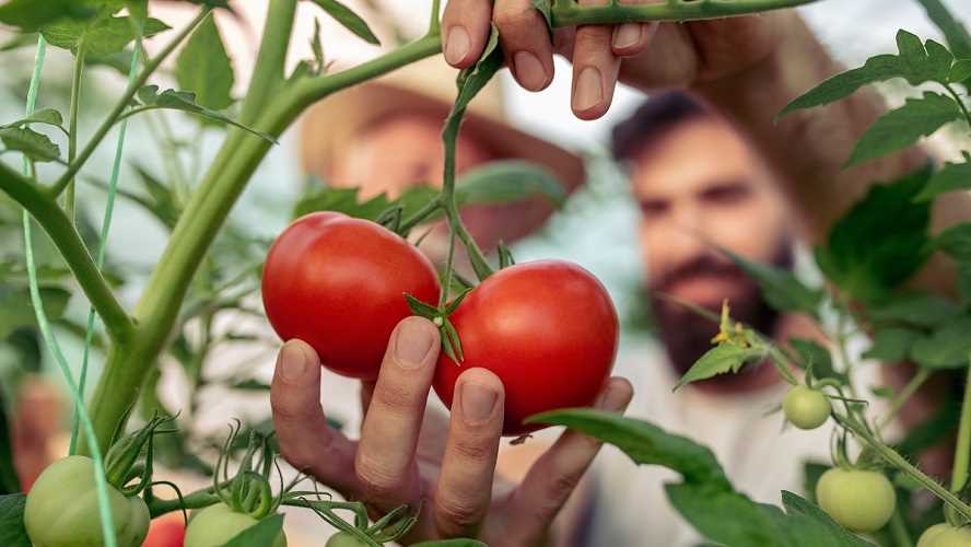 Как получить обильный урожай с помощью удобрений для ягодных кустов