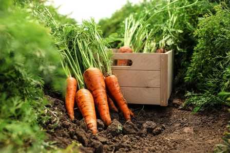 Как правильно удобрять морковь, чтобы получить сочные корнеплоды
