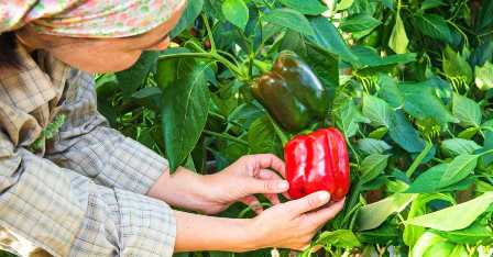 Как удобрять перцы в теплице для получения больших и сладких плодов?