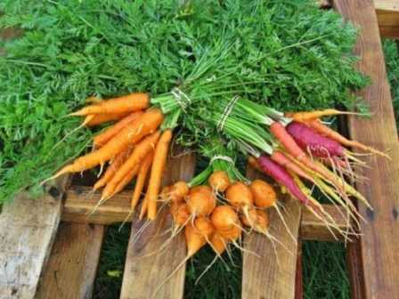 Как выбрать правильные удобрения для моркови: секреты успешного выращивания