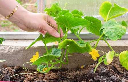 Как выбрать удобрения для огурцов: полезные советы садоводов
