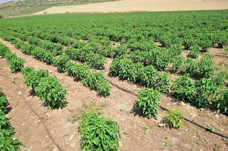 Какие удобрения использовать для успешного выращивания перцев в грунте?