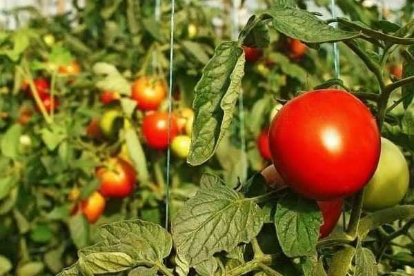 Какие удобрения лучше всего используются для томатов?