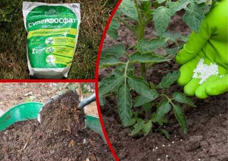 Какие удобрения наиболее эффективны для томатов: советы опытных садоводов