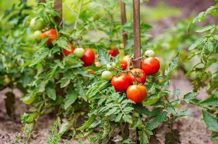 Какие удобрения наиболее эффективны для томатов: советы профессионалов