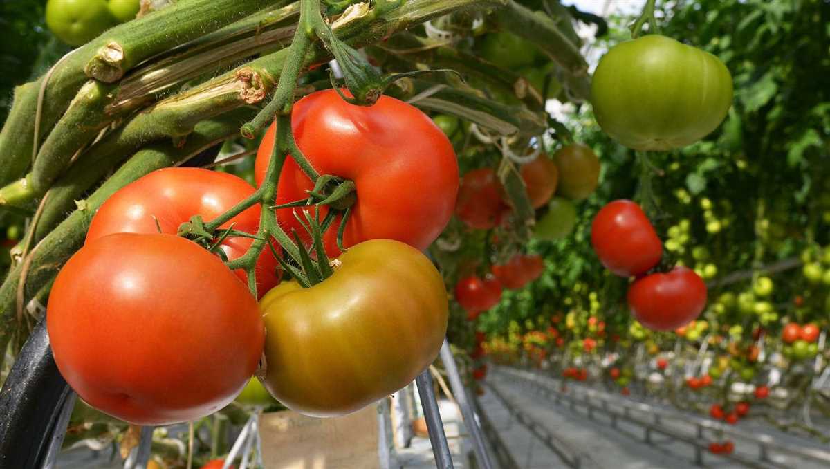 Какие удобрения помогут получить вкусные и сочные помидоры