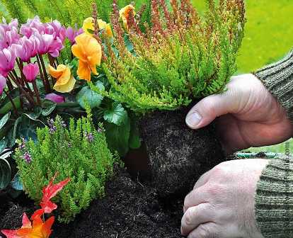 Лучшая почва для сада: как создать и обеспечить рост растений