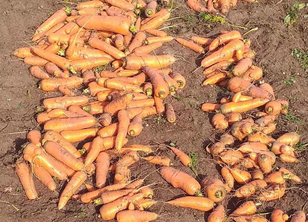Морковка лучшая: как выбрать и применить удобрение