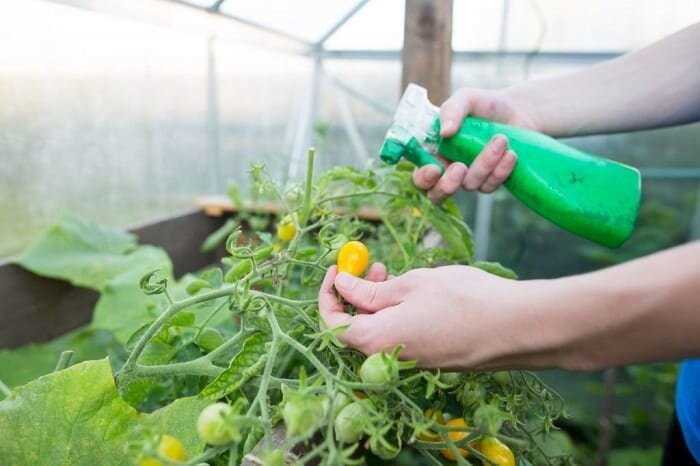 Новые подходы к выбору удобрений для помидоров