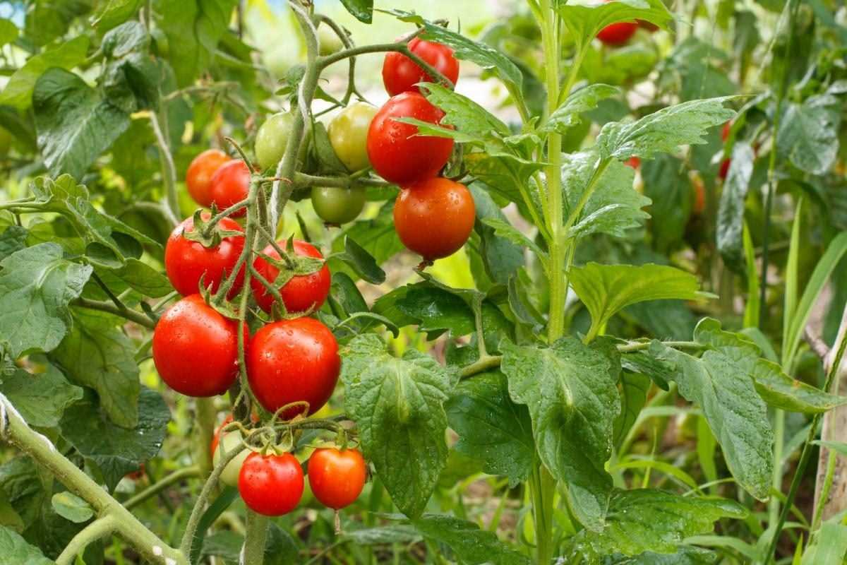 Простые способы удобрить помидоры для богатого урожая