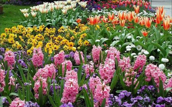 Секреты использования удобрений для садовых цветов: как обеспечить красивое и долгое цветение
