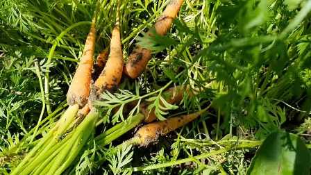 Удивительные результаты использования удобрений для моркови