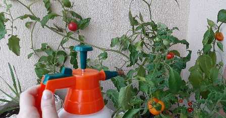 Удобрение для томатов: как выбрать и применять