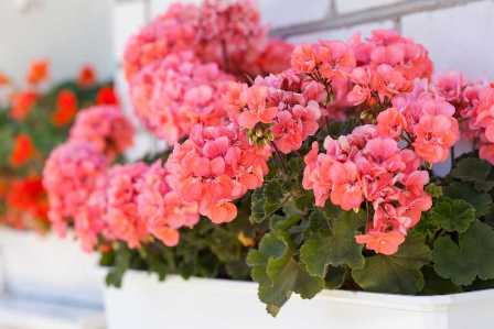 Удобрения для герани: как подкармливать цветы правильно?