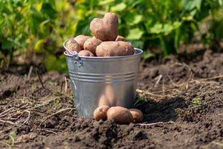 Удобрения для картошки: секреты урожая