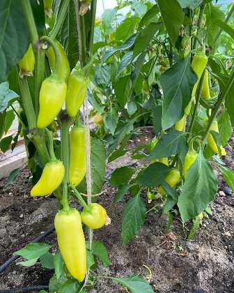 Удобрения для перцев: как достичь плодоношения лучше и дольше