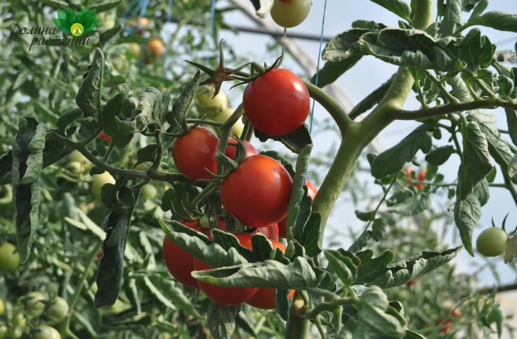 Удобрения для помидор: лучшие средства для здоровых растений