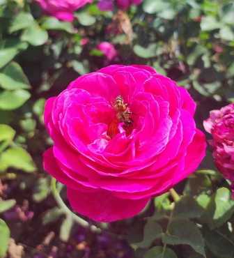 Удобрения для роз: как поддерживать их здоровье и красоту?