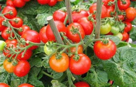 Удобрения для томатов: как увеличить урожайность