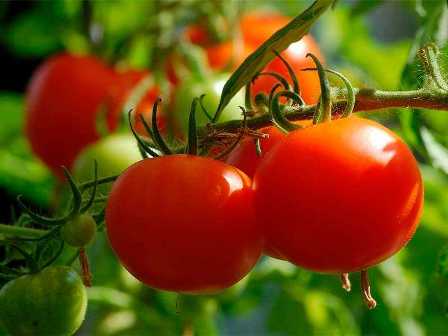 Удобрения, необходимые для успешного выращивания помидор