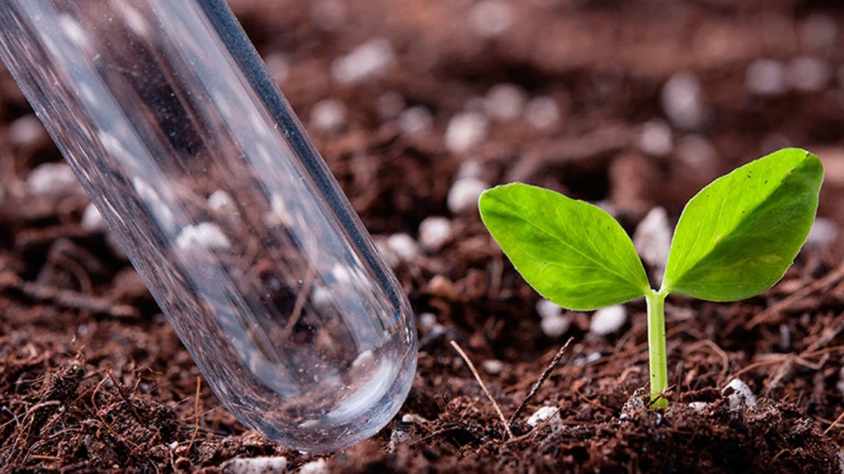 Роль почвы и грунта в выращивании тепличных растений: влияние на рост, развитие и урожайность