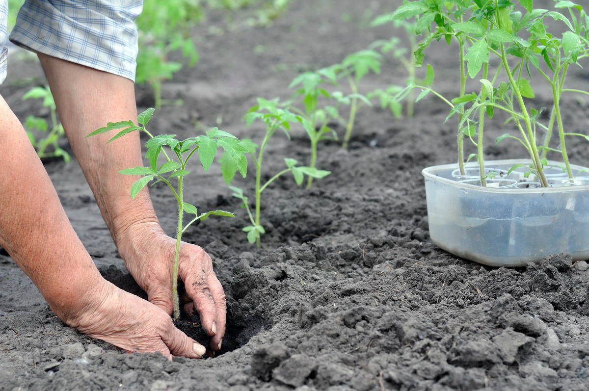 Оптимальная подготовка почвы для выращивания томатов
