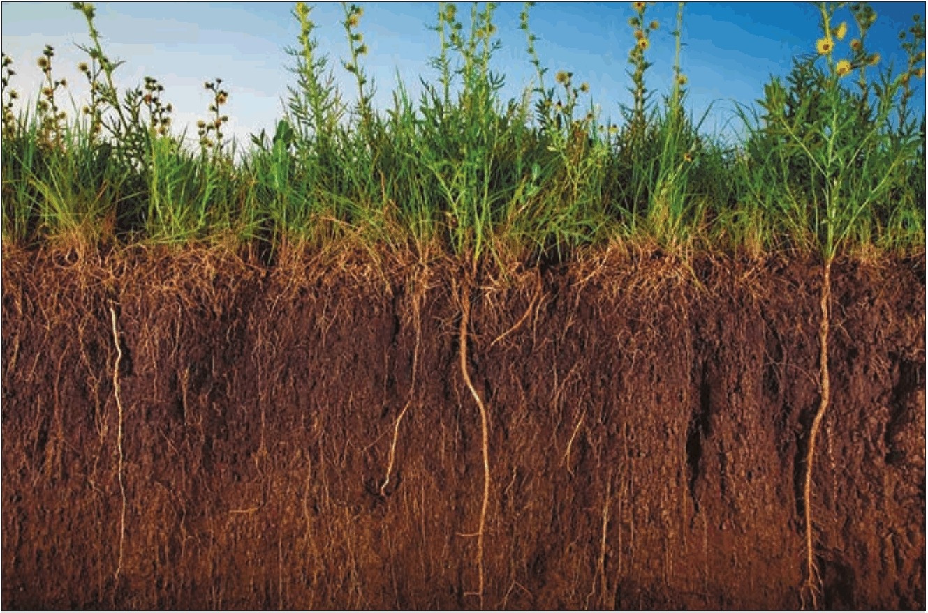 Влияние структуры почвы на развитие корневой системы тепличных растений