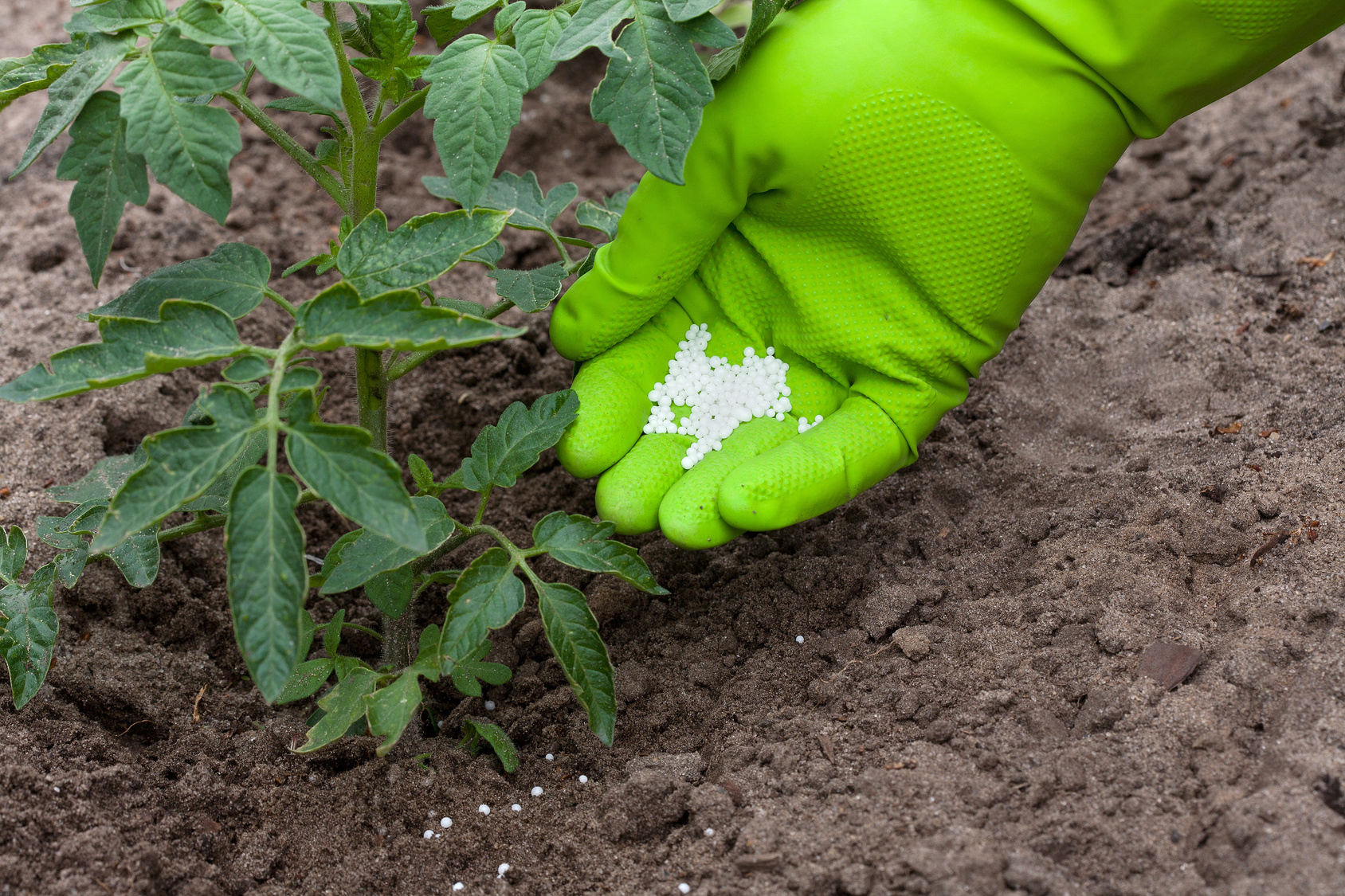Правильное применение удобрений для тепличных растений: дозировка, периодичность и способы внесения