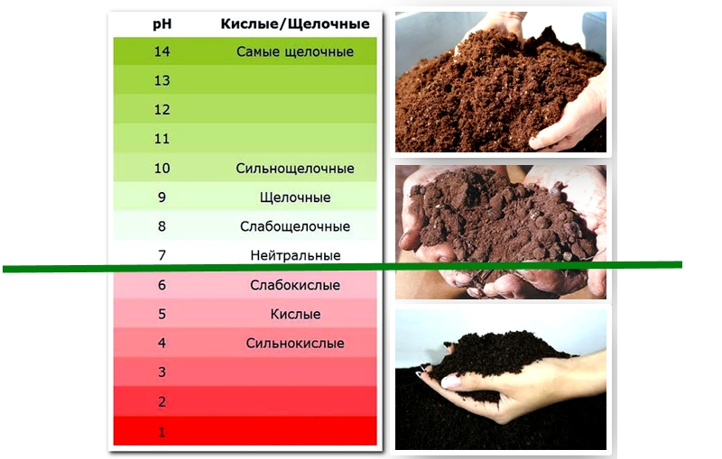 Влияние кислотности почвы на доступность питательных веществ для тепличных культур