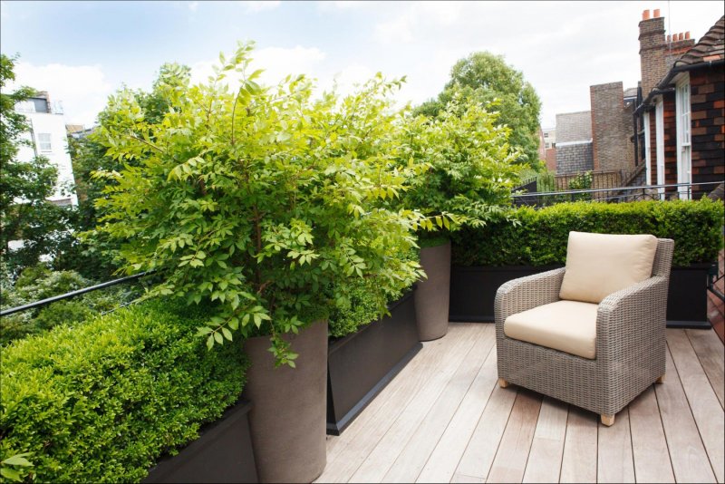 Удобрение для декоративных деревьев на балконе: оазис зелени в городе